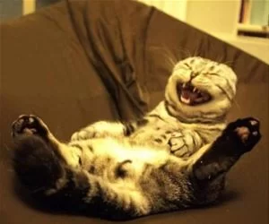 Hahhhhhaaarrh_Haha_s.webp