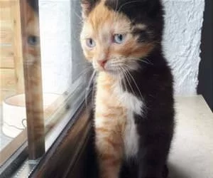 Half_And_Half_Cat_s.webp