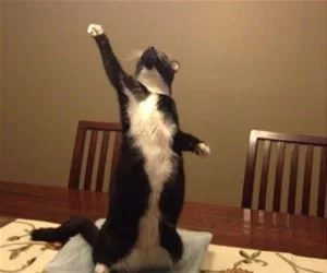 Hands_Up5777_s.webp