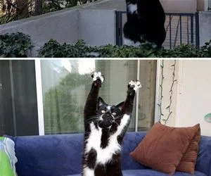 Hands_Up7669_s.webp