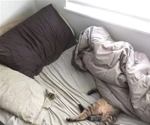 Hanging_In_The_Bed_s.webp