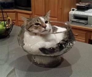 Hanging_Out_In_A_Bowl_s.webp