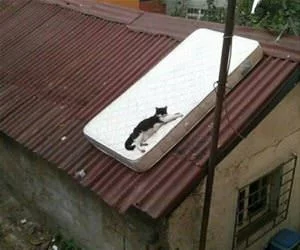 Hanging_Out_In_A_New_Bed_s.webp