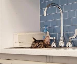 Hanging_Out_In_The_Sink_s.webp