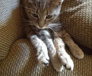 Hanging_Out_On_A_Couch_s.webp