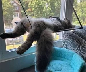 Hanging_Out_On_My_Back_s.webp