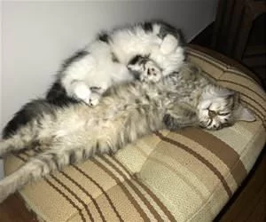 Hanging_Out_Together_s.webp