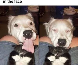 Has_No_Idea_s.webp