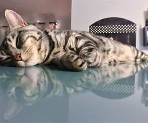 Having_A_Nap_s.webp