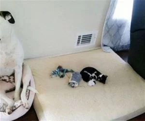 He_Stole_My_Bed9676_s.webp