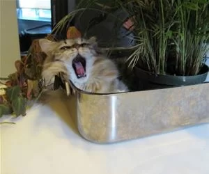 Hear_Me_Roar7693_s.webp