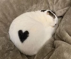 Heart_Cat3061_s.webp