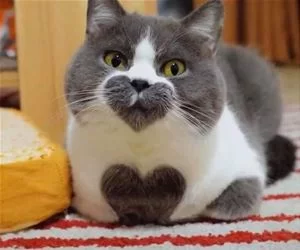 Heart_Kitty_s.webp