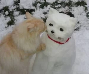 Hello_Snow_Cat_s.webp