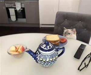 Here_For_My_Snack_Please_s.webp