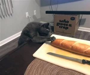 Hey_Can_I_Have_Some_Bread_s.webp