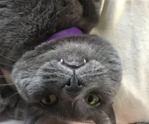 Hey_Did_You_Say_Tuna_s.webp