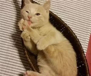 Hey_Lick_My_Foot_s.webp