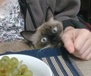 Hey_There6850_s.webp