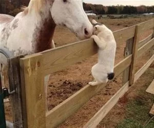 Hey_There_Large_Animal_s.webp