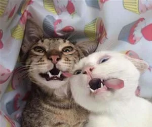 Heyyyyyo_s.webp