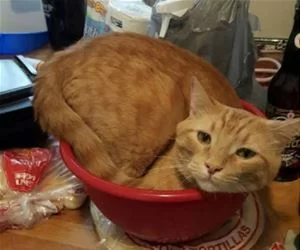 Hide_In_The_Bowl_s.webp