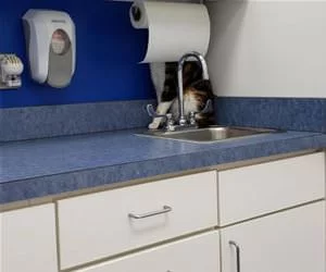 Hiding_Behind_The_Paper_Towel_s.webp