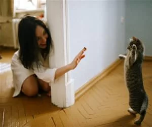 High_Five_Kitty_s.webp