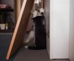 High_Fives_s.webp