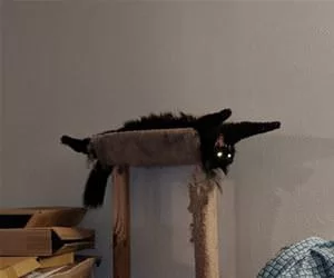 Hilarious_Cat_s.webp