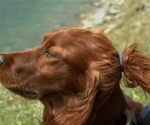 Hipster_Dog_s.webp