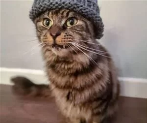 Hobo_Kitty_s.webp