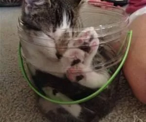 Holding_This_Bucket_s.webp
