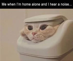 Home_Alone_s.webp