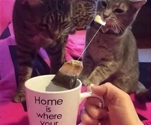 Home_Is_Where_Your_Cat_Is2390_s.webp