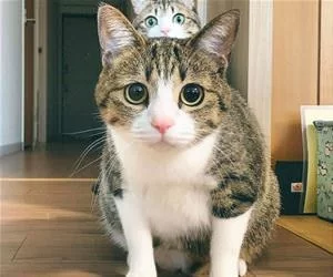 Hop_Up_Behind_s.webp