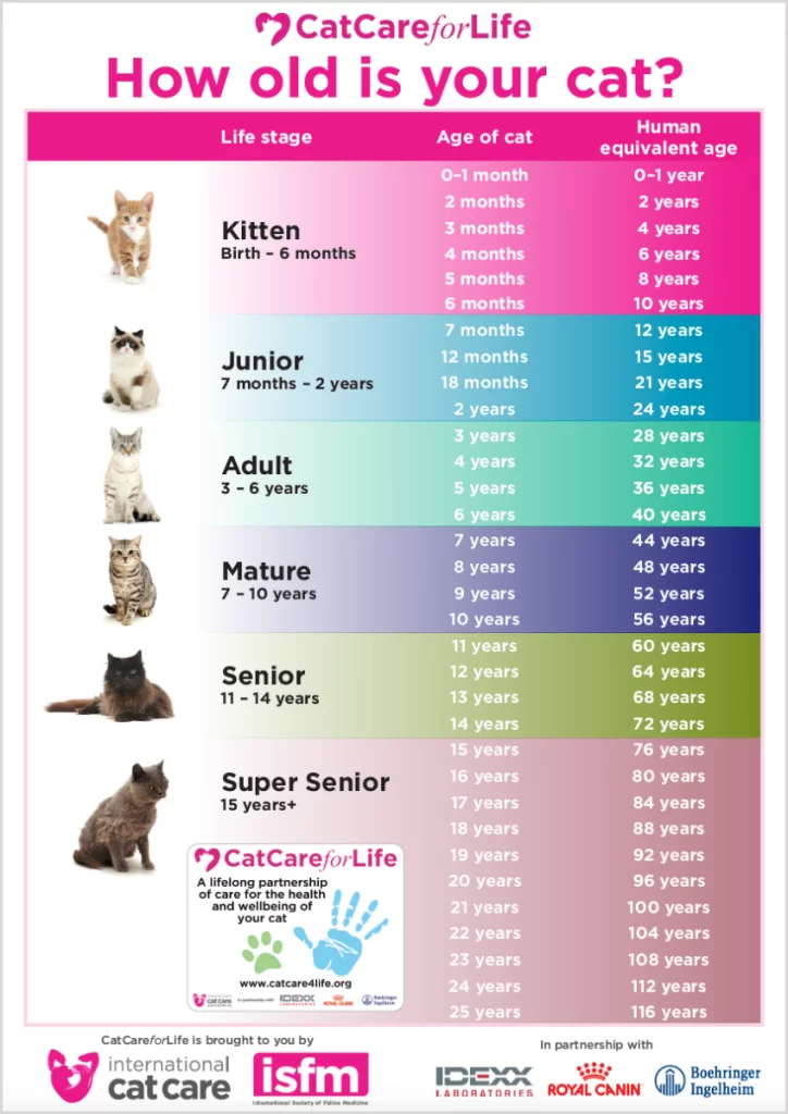 How-old-is-your-cat-image-848x1200-724x1024.webp