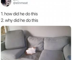 How_Did_She_Do_This_s.webp