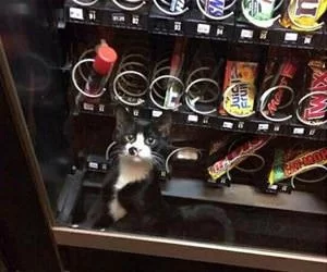 How_Did_You_Get_In_There_s.webp