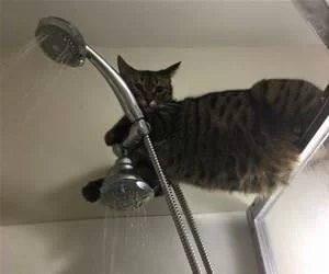 How_Is_Your_Shower_Going_s.webp