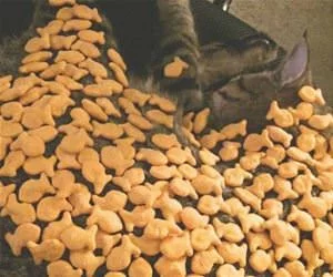 How_Many_Goldfish_s.webp