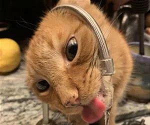 How_To_Drink_Tnhe_Water_s.webp