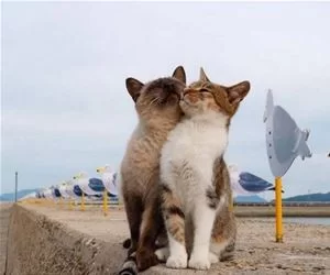 Hug_It_Up_s.webp
