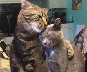 Hug_You_s.webp