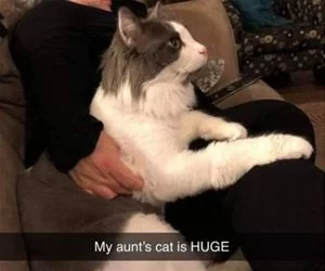 Huge_Cat671_s.webp