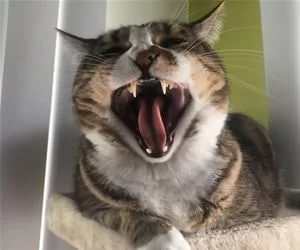 Huge_Yawn2696_s.webp