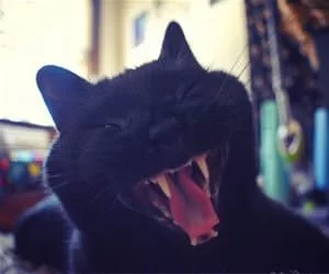 Huge_Yawn_Here_s.webp