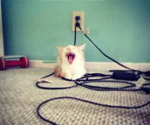 Huge_Yawnnnnnnnn_s.webp