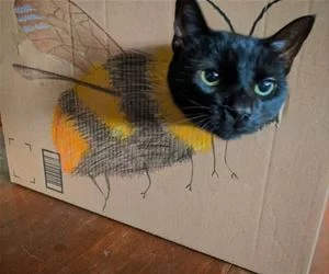I_Am_A_Bee_Now_s.webp