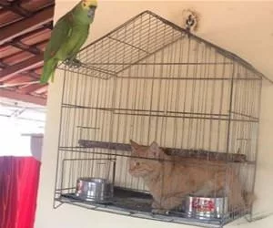 I_Am_A_Bird_Now7936_s.webp